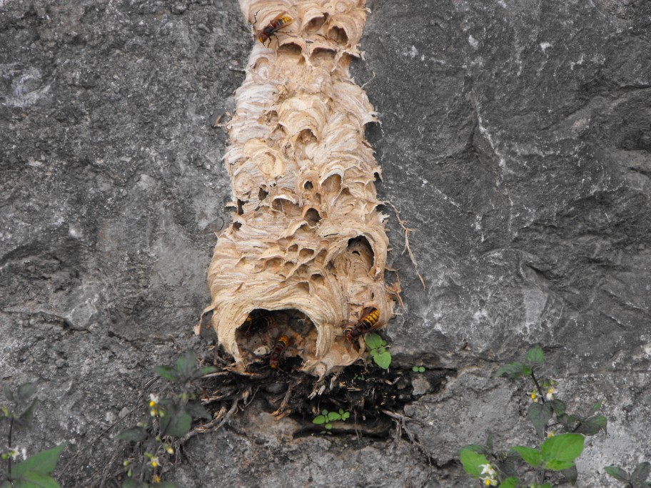 alveare di Vespa crabro